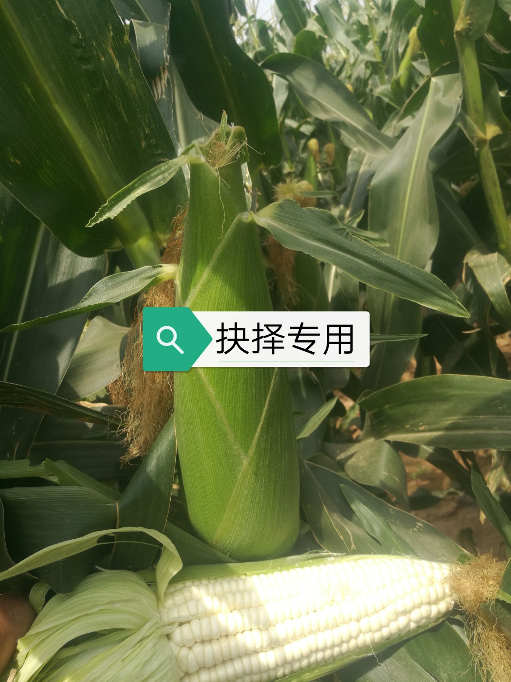 糯玉米  鲜糯粘玉米少量上市了万糯2000