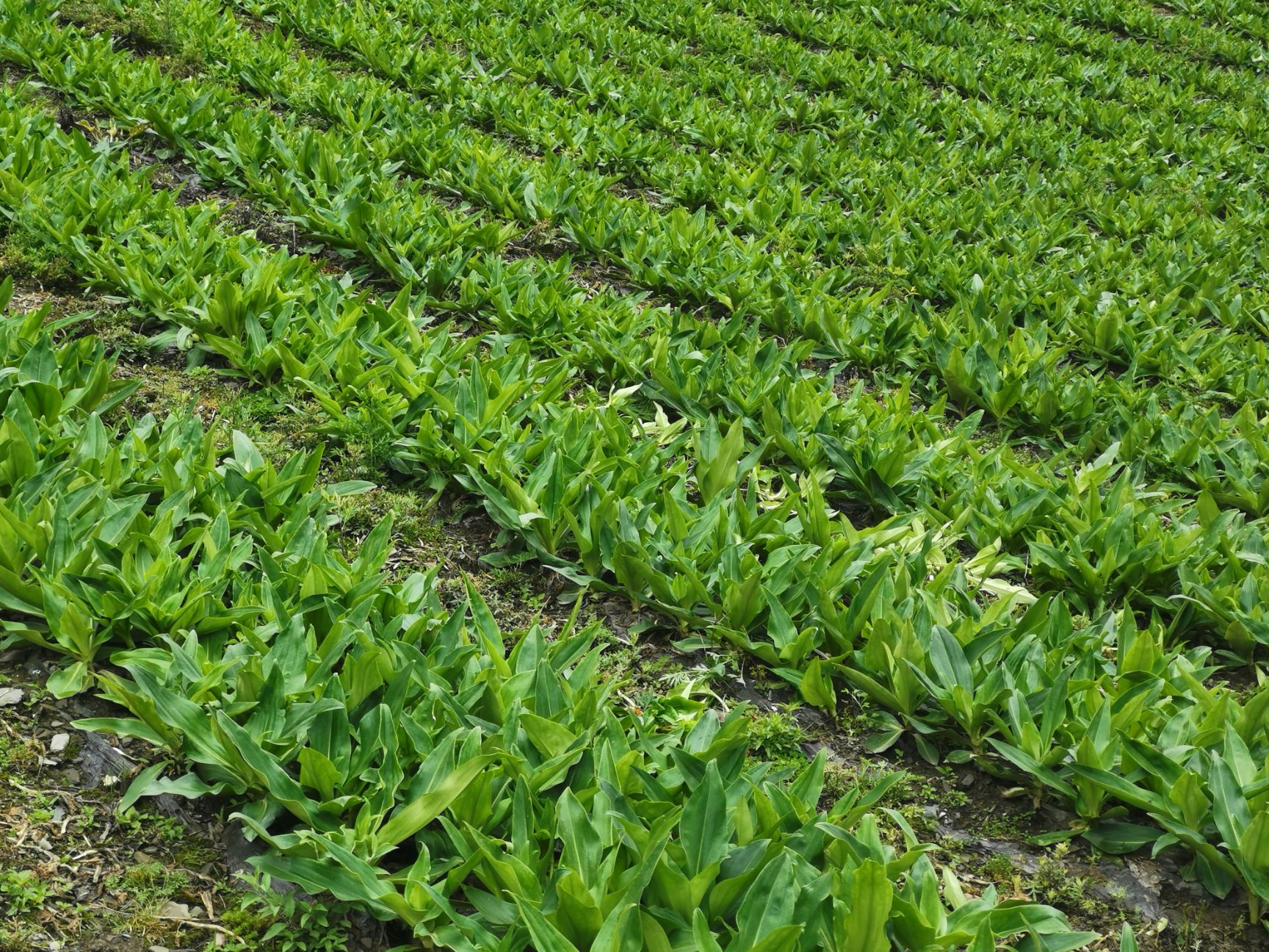 大秦艽 高广原大山秦艽，价值高，