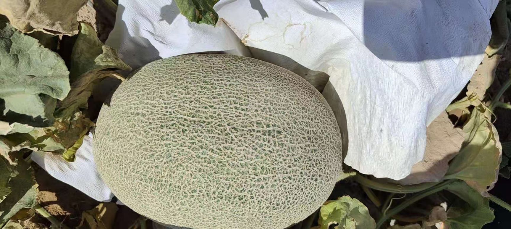 西州蜜 新疆维吾尔自治区吐鲁番市鄯善县