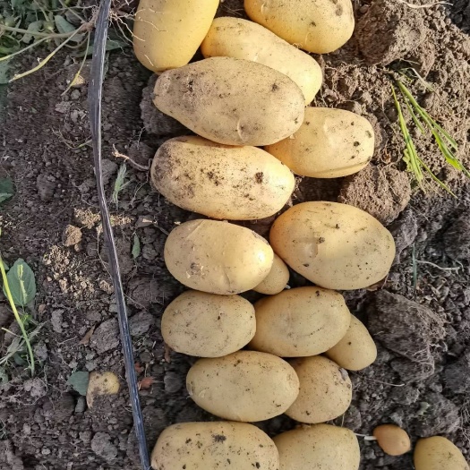 黄心土豆 大量供应，土豆，支持各种包装