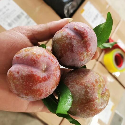 恭城县三华李酸  脆  爽  产地直销 一手货源
