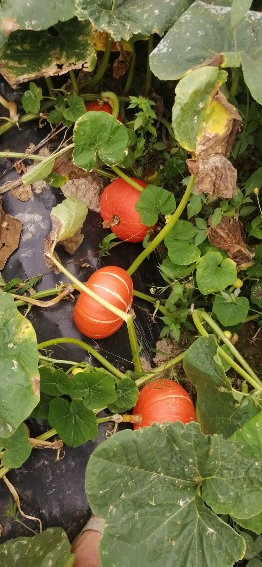 板栗南瓜 江西省赣州市于都县 2~4斤 