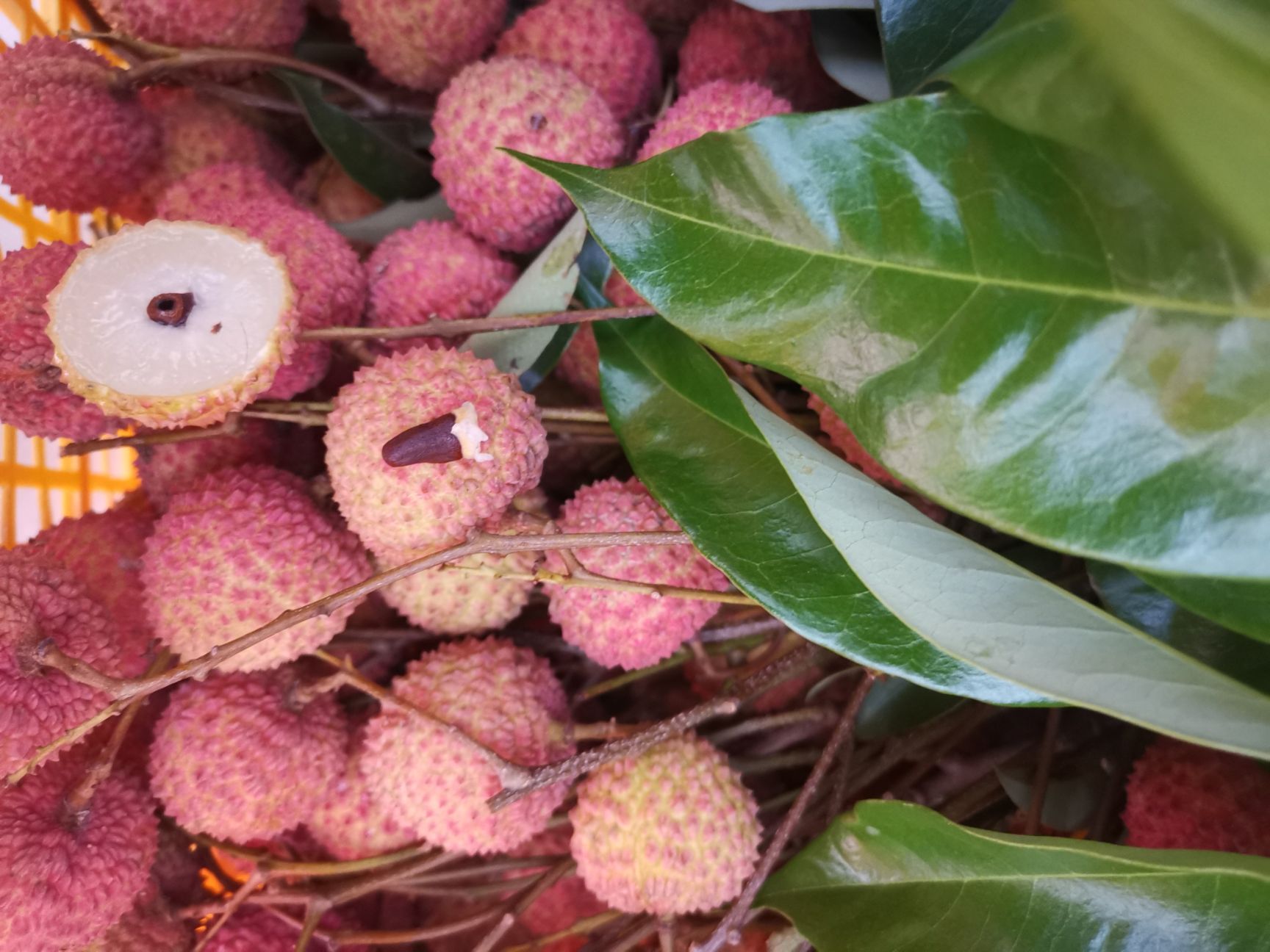  桂味荔枝全国包邮