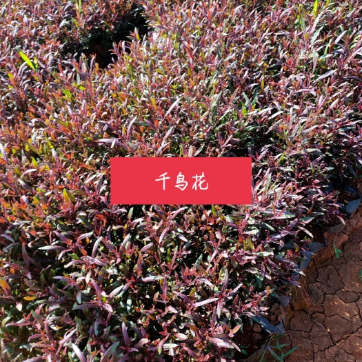 宜良县山桃草 千鸟花
