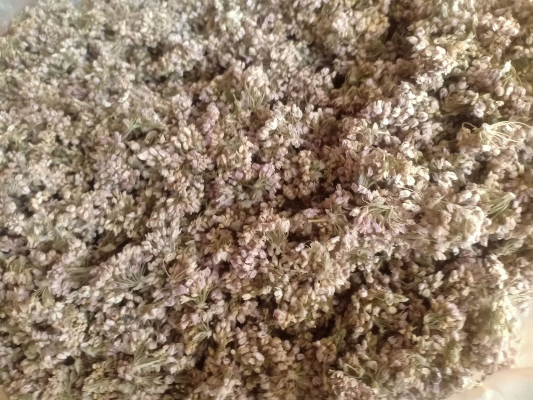 麻麻花  摘蒙花，又名山葱花、野韭花、贼麻花，摘麻花，天香花