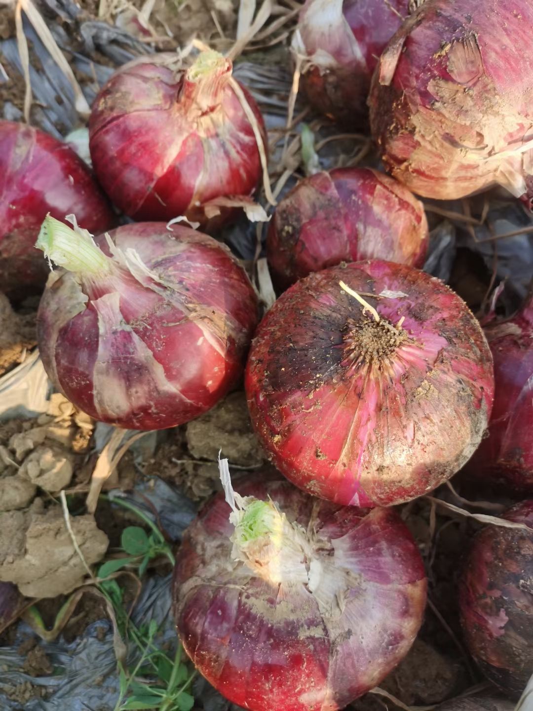 红皮洋葱  精品二红洋葱大量上市，产地直发，