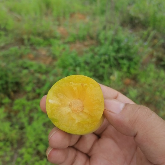 镇宁县 正中六马蜂糖李