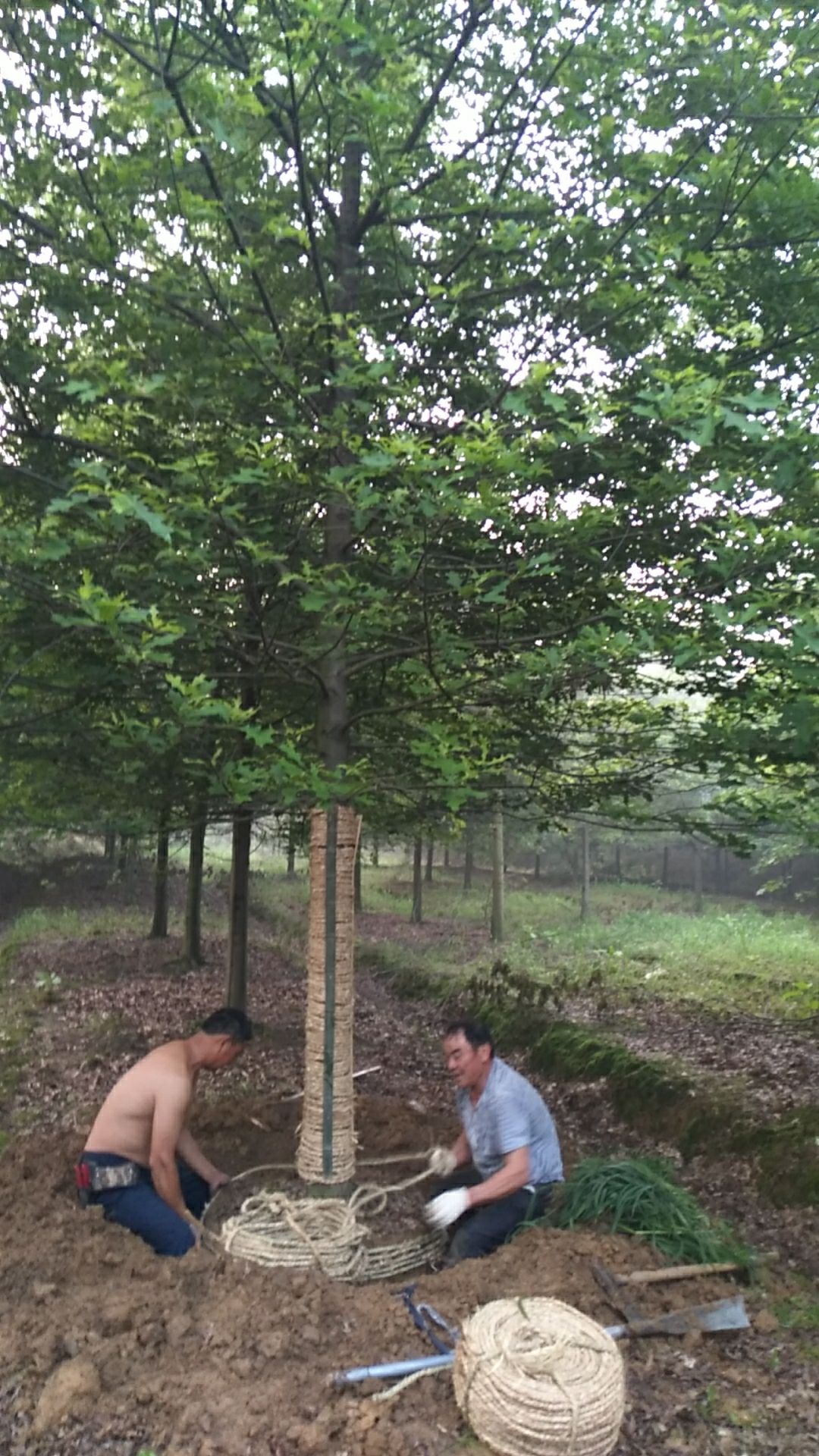 娜塔栎北美橡树的一种适应国内各地种植耐寒耐旱耐高温耐湿，