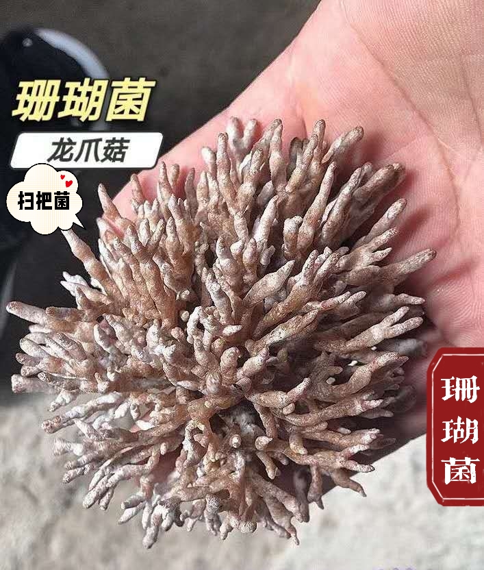 古田县龙爪菇 珊瑚菌 23双十一新货 50斤中通包邮扫把菌驯化