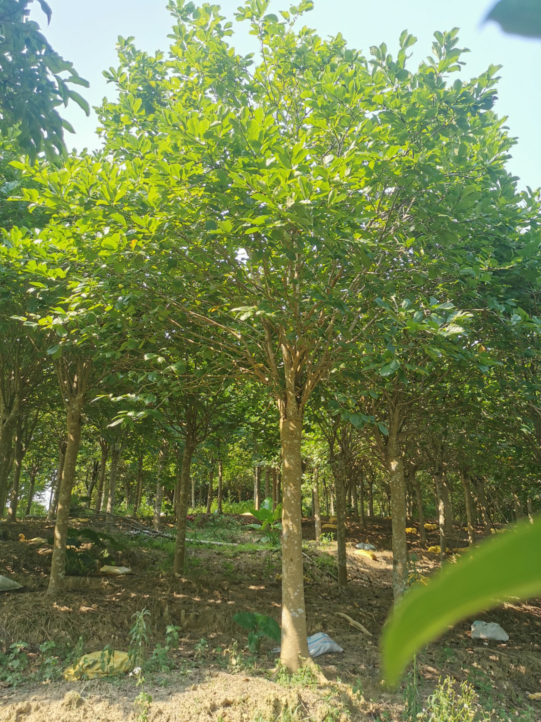 紫玉兰/玉堂春16-18分大量