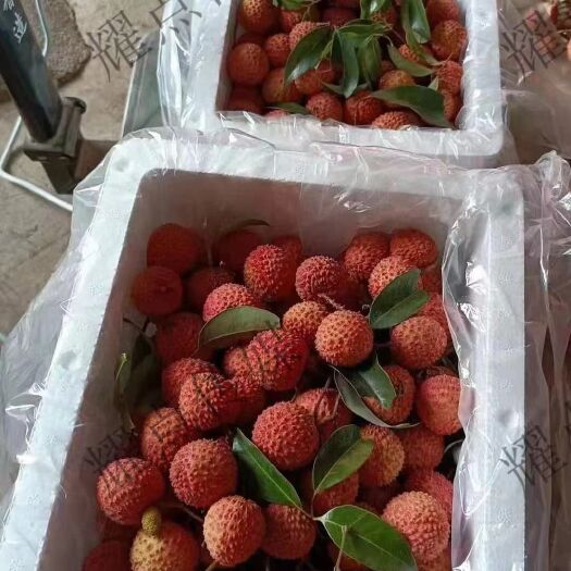 桂平市 桂味荔枝等