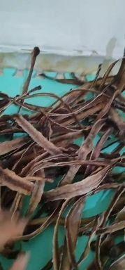 绥阳县精品全开地龙干货