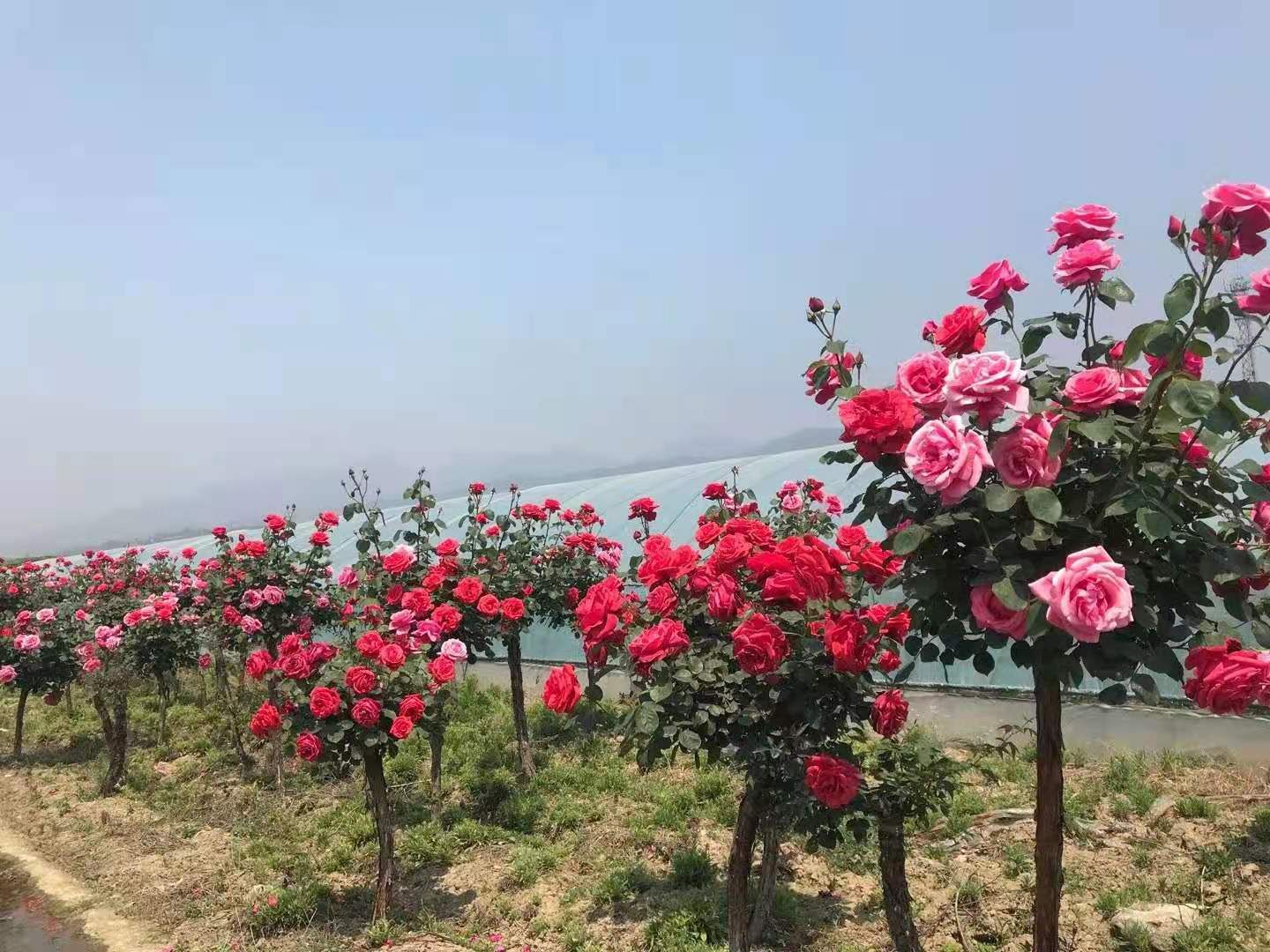 大量优质树桩月季，欢迎前来选购