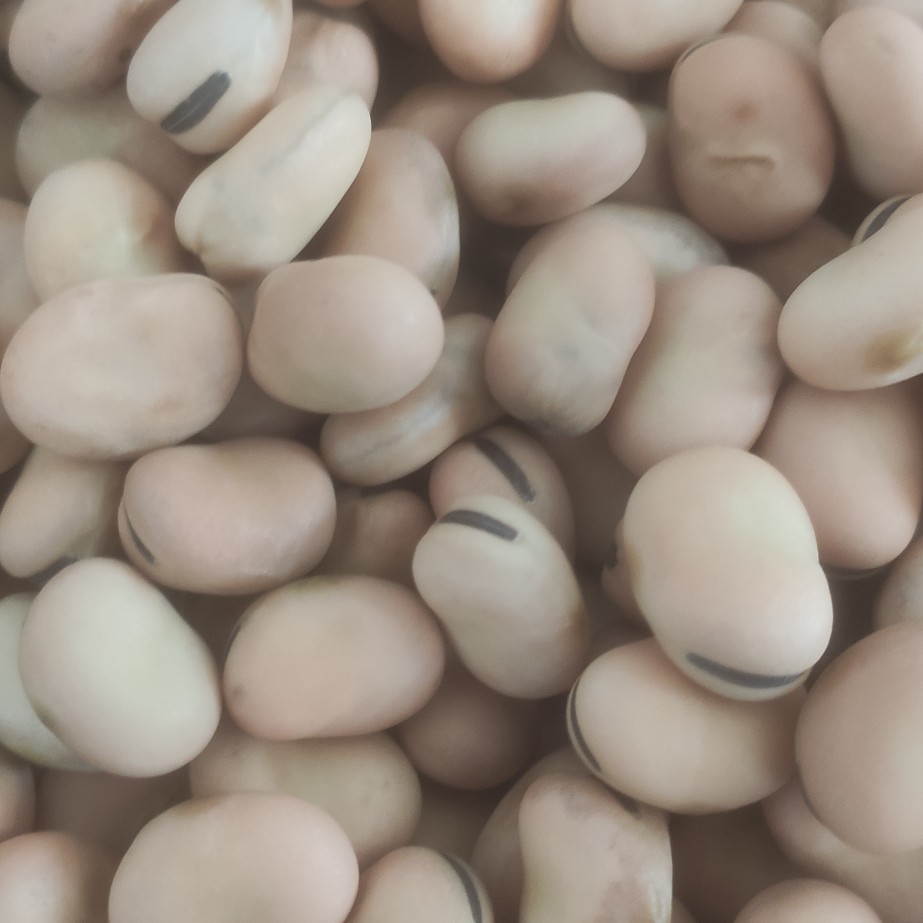 蚕豆羊眼豆鱼饲料蚕豆仁蚕豆苗原粮鸽子粮