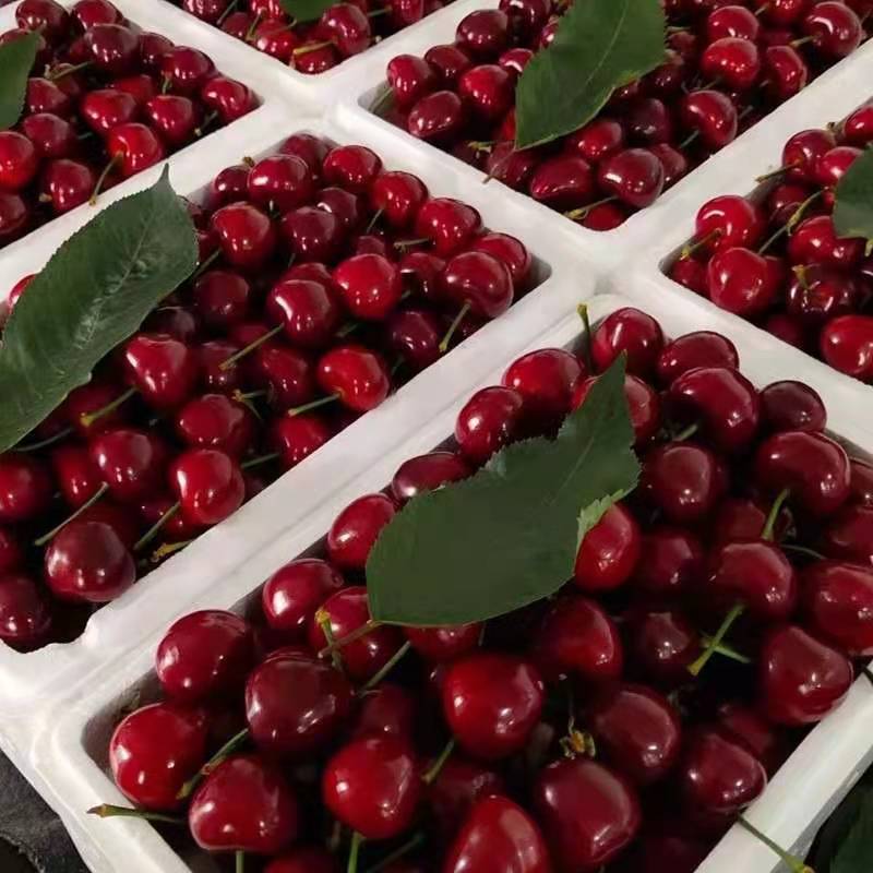 美早樱桃  烟台樱桃早大果，黄蜜，红灯，萨米拖和美早寻求网上销售合作