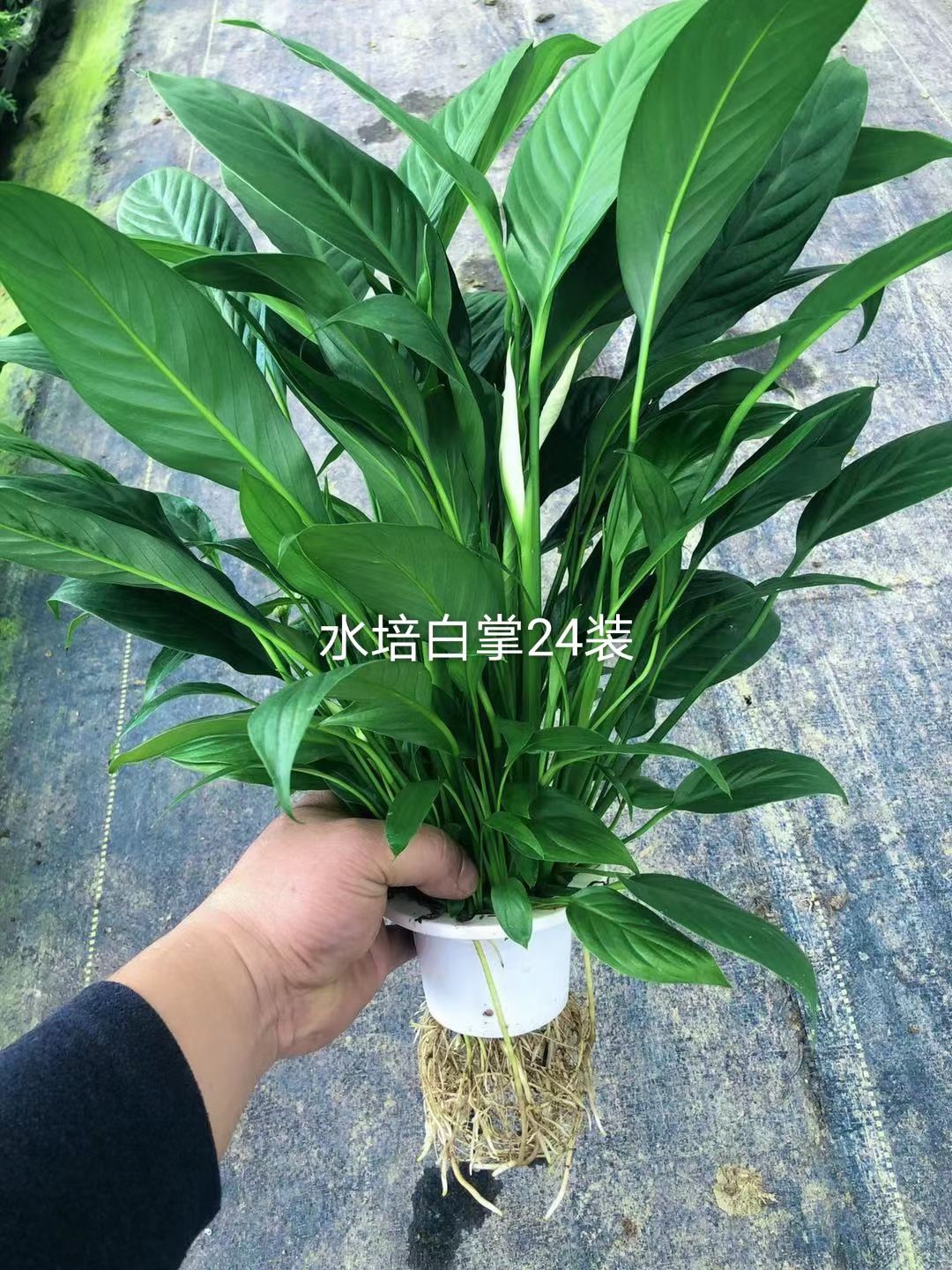广东基地直销精品美酒白掌