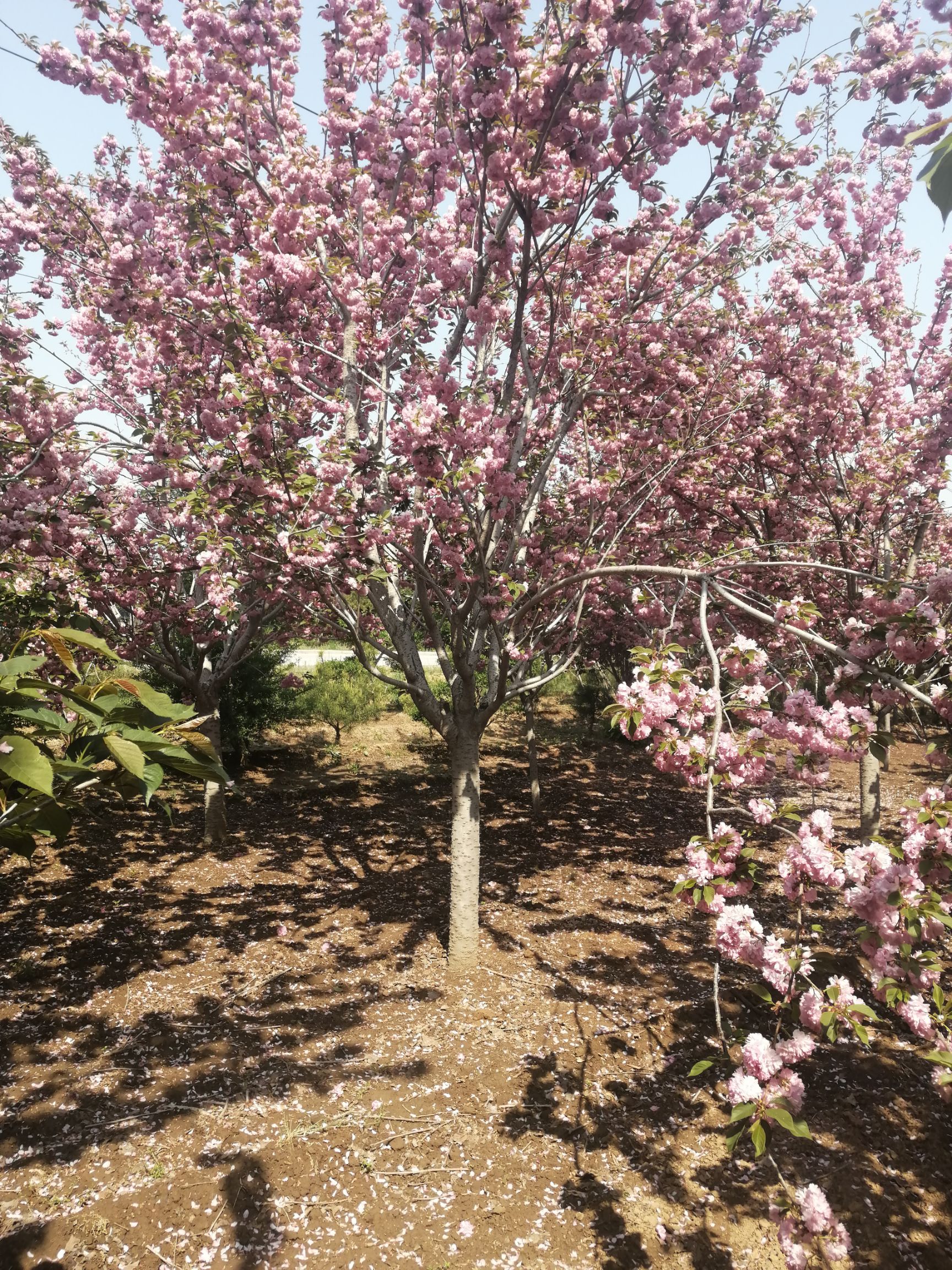 日本红叶樱花 2~3米 4公分以下 