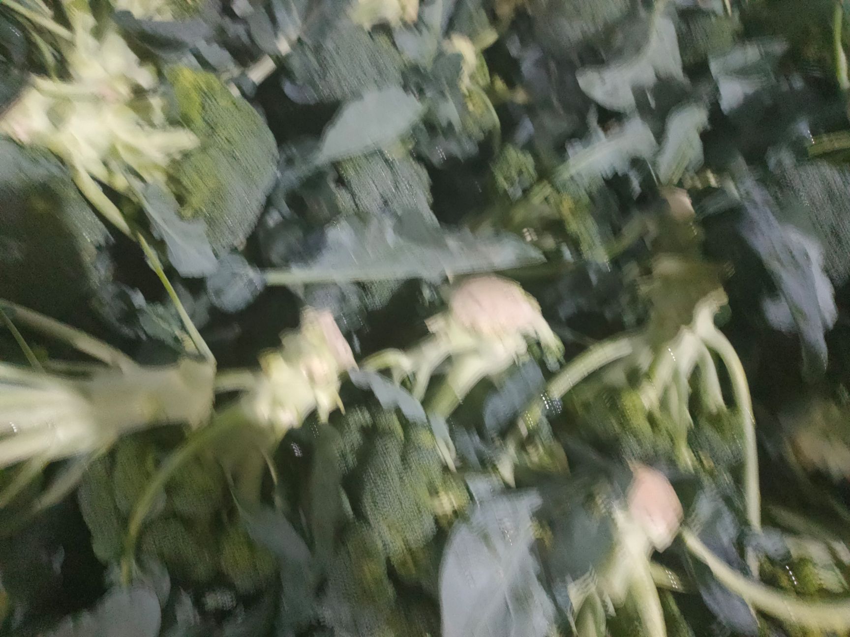 西兰花大量上市了