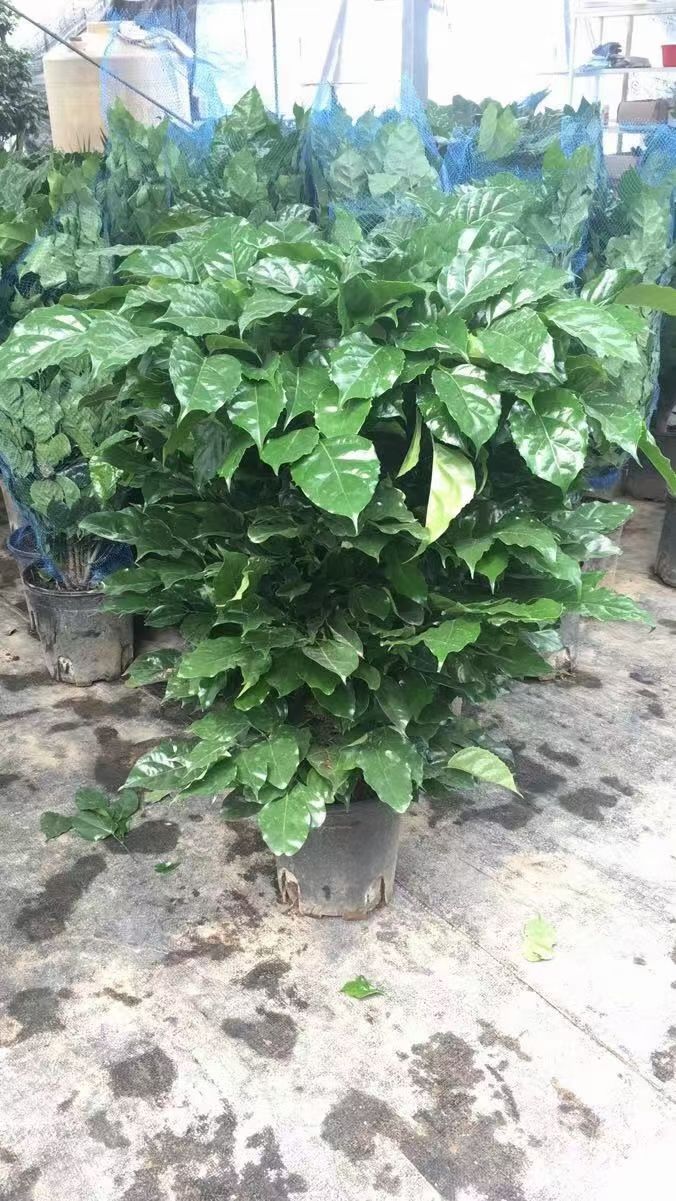 发财树盆栽 发财树