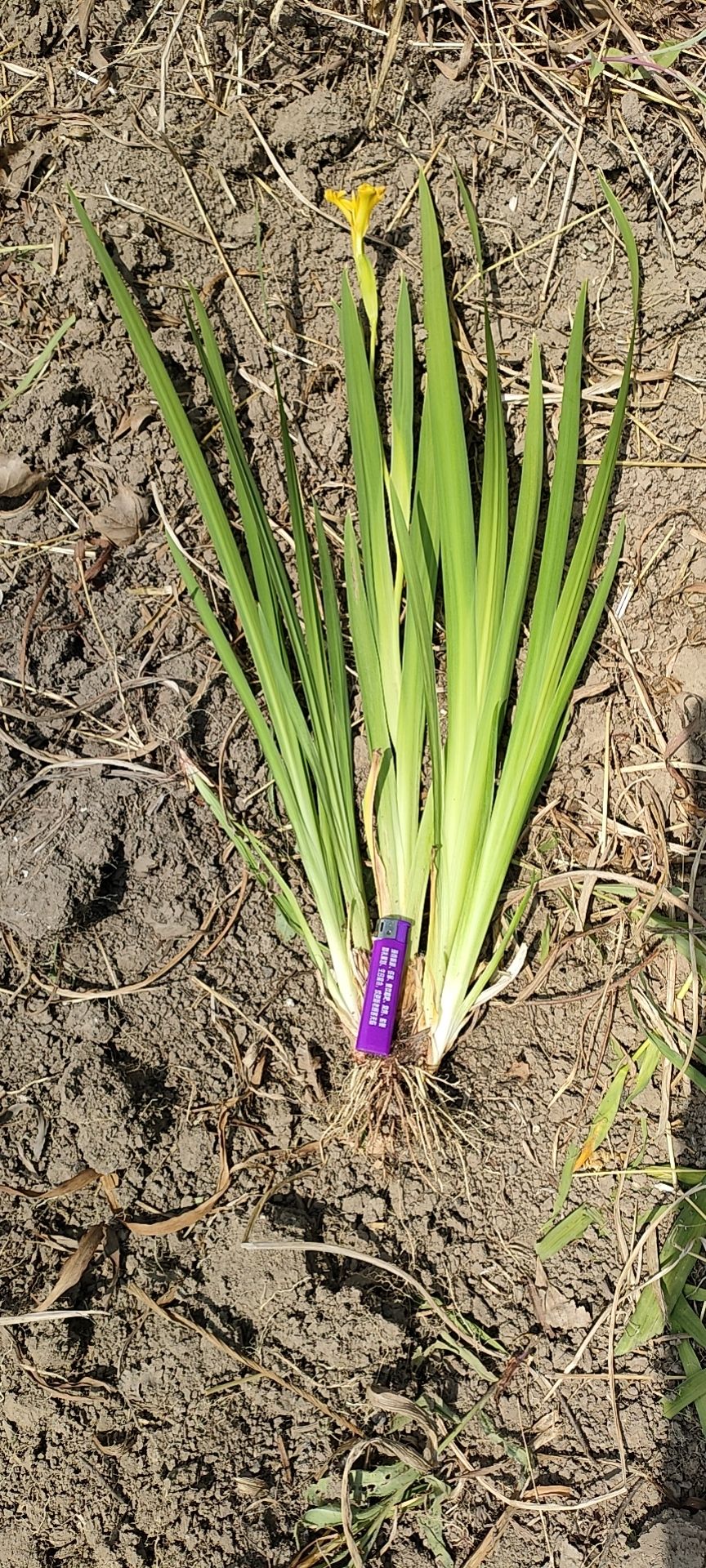 黄菖蒲 挺水植物，沉睡植物，地背植物