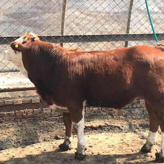 开封西门塔尔牛苗—肉牛犊—杂交牛犊—夏洛莱牛苗—包送货