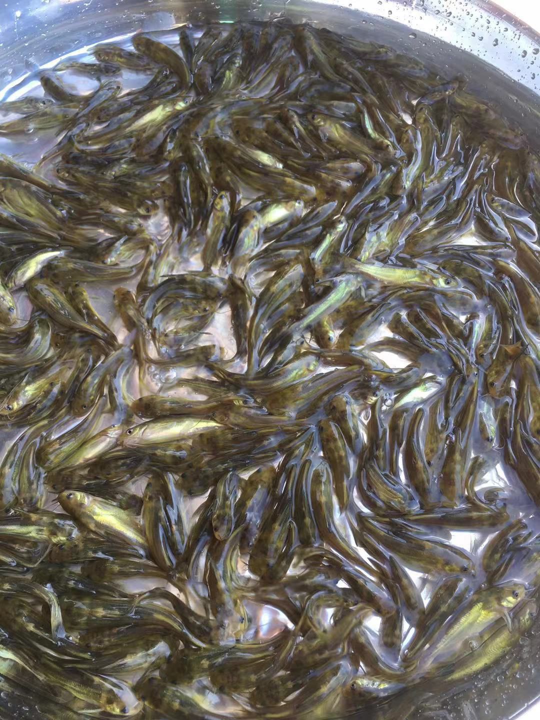 黄骨鱼苗  黄颡鱼！黄骨鱼，惠州市黄辣丁，杂交黄骨鱼（杂交，