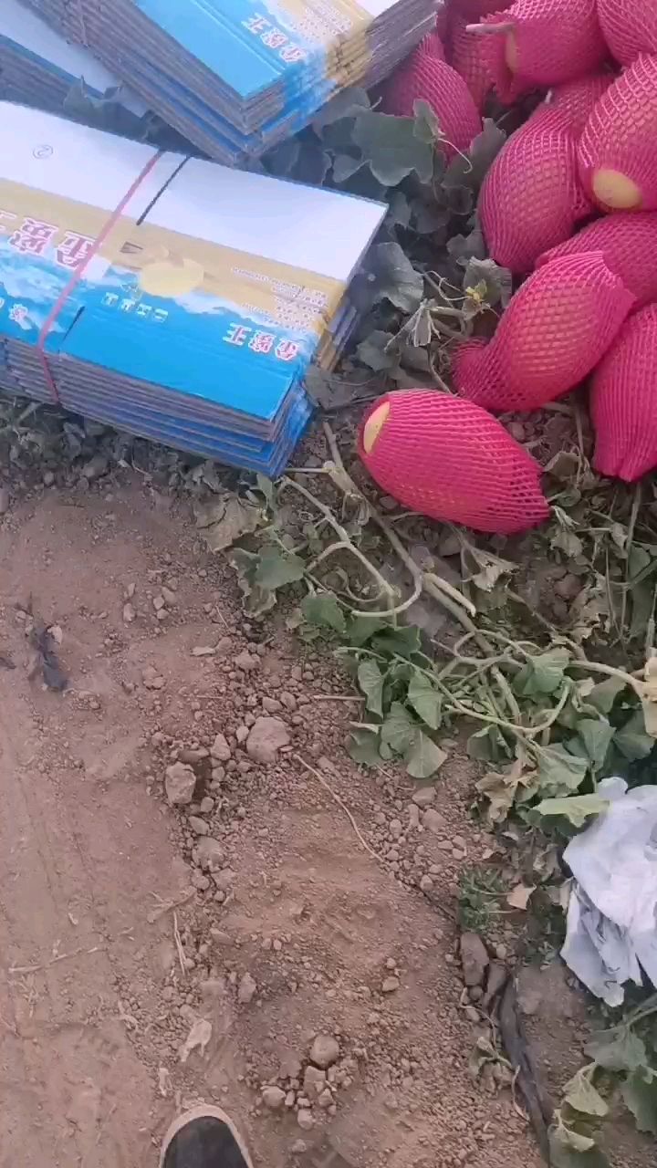 西州蜜 新疆维吾尔自治区吐鲁番市鄯善县 