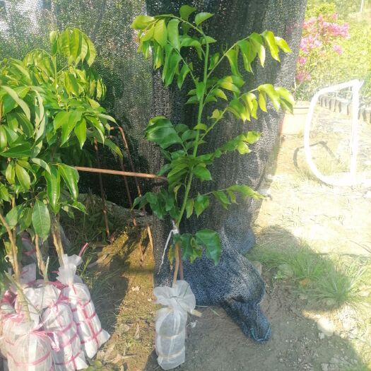 紫金黄皮果苗  低价大量供应紫金黄皮苗，品种保证，品质优良。