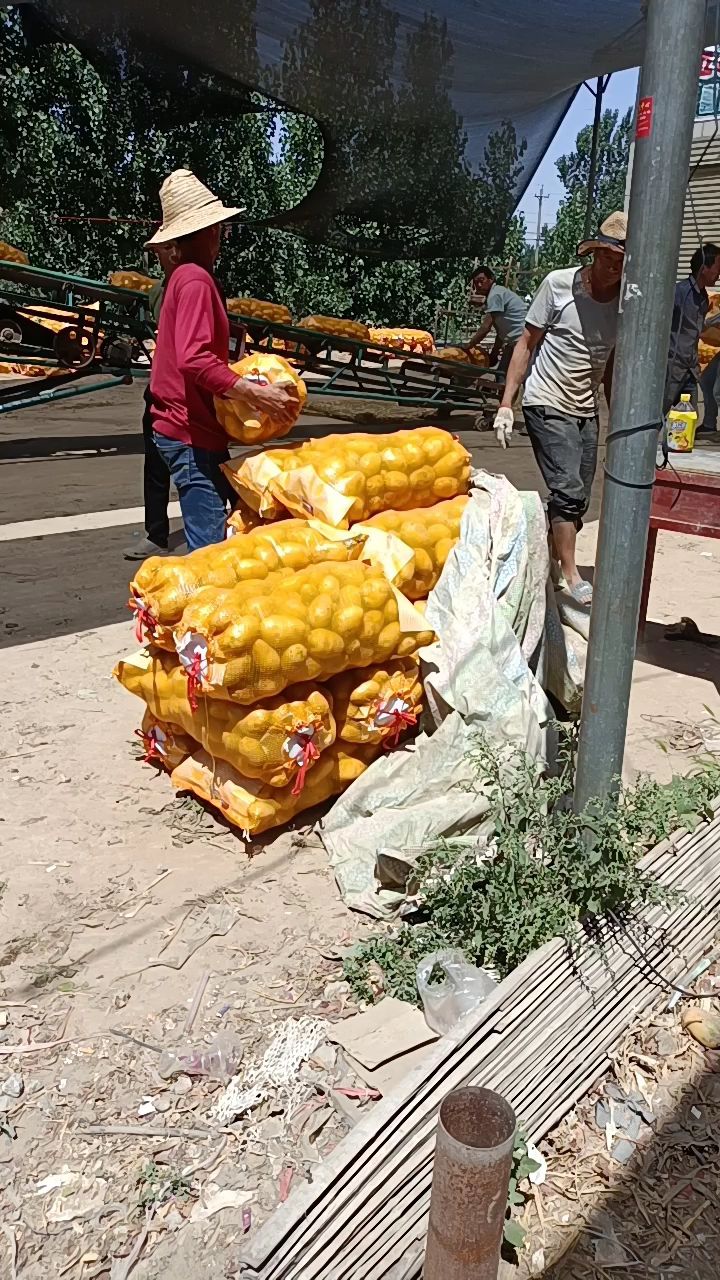 荷兰15  荷兰黄皮黄心土豆