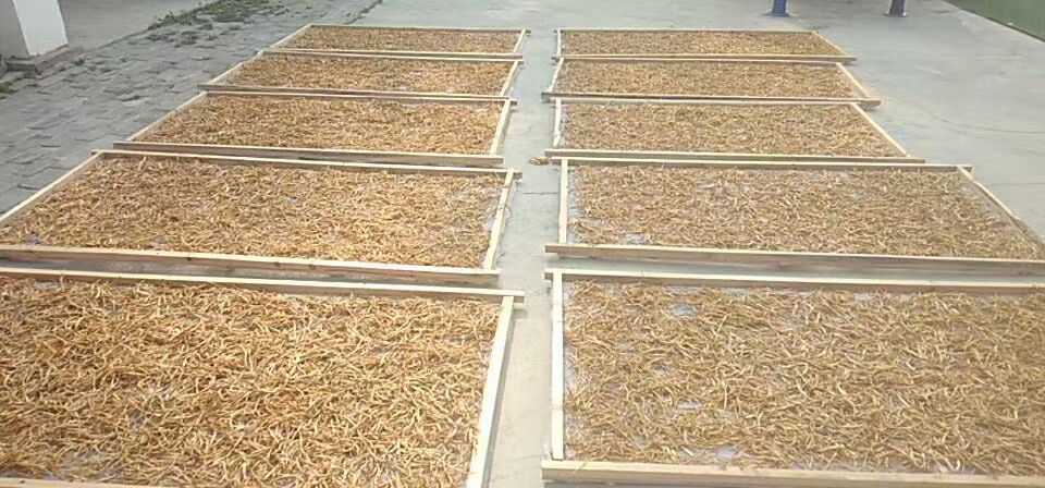 七蕊黄花菜  黄花菜