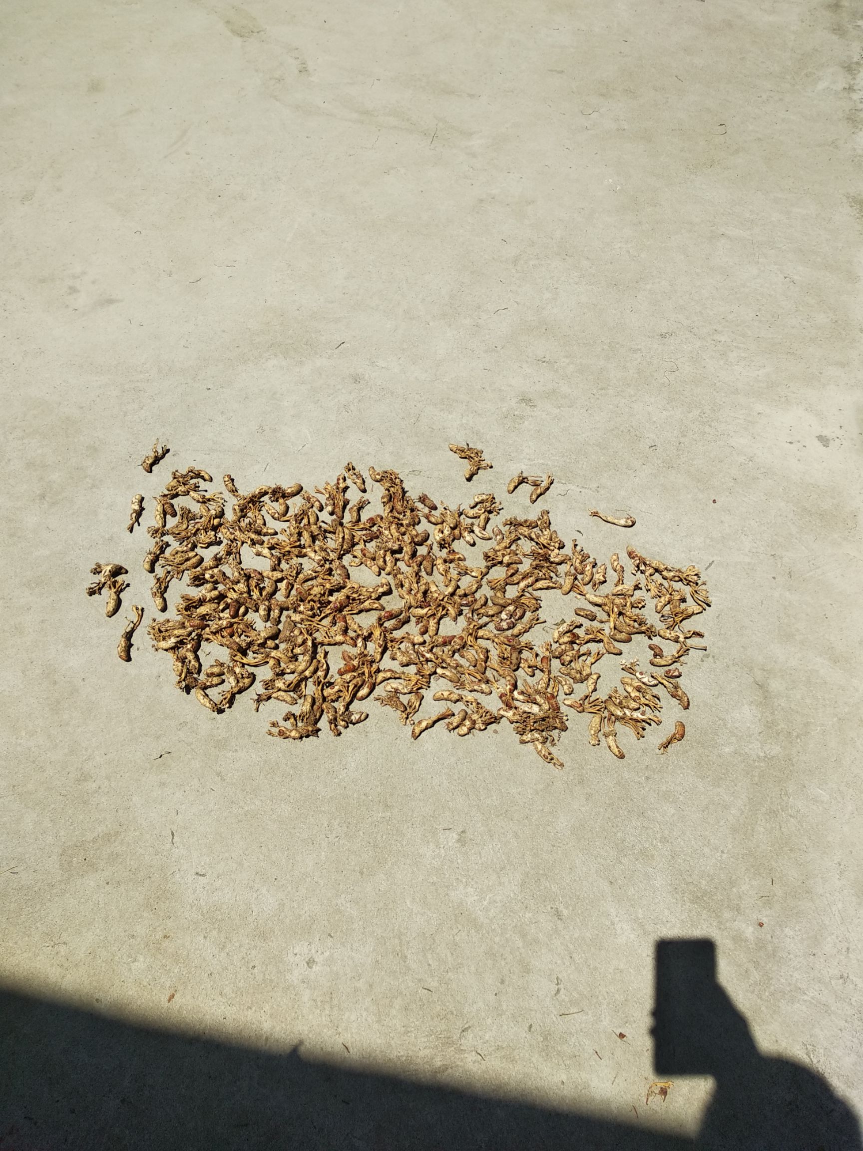 金蝉花，价格根据行情走，允许有少量泥土