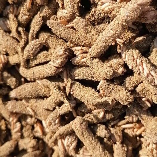 阳江东亚飞蝗  蝗虫纯卵：木糠纯卵出苗率高