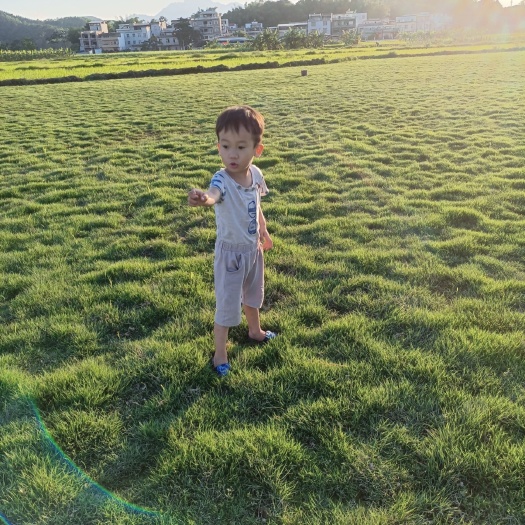 上林县马尼拉草皮  草坪