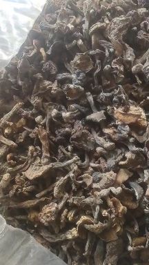 松蘑2025，自然干要的速度，，优惠