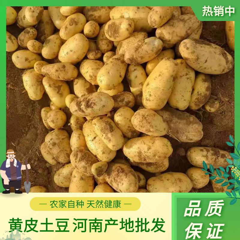 荷兰15  黄心土豆荷兰十五荷兰806，希森六号，V7.V6大量上市，