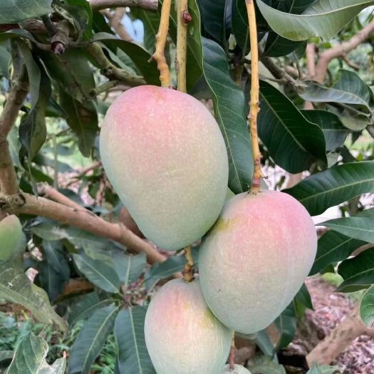 百色台农芒  大台农，台农香芒、果肉香浓。十斤装