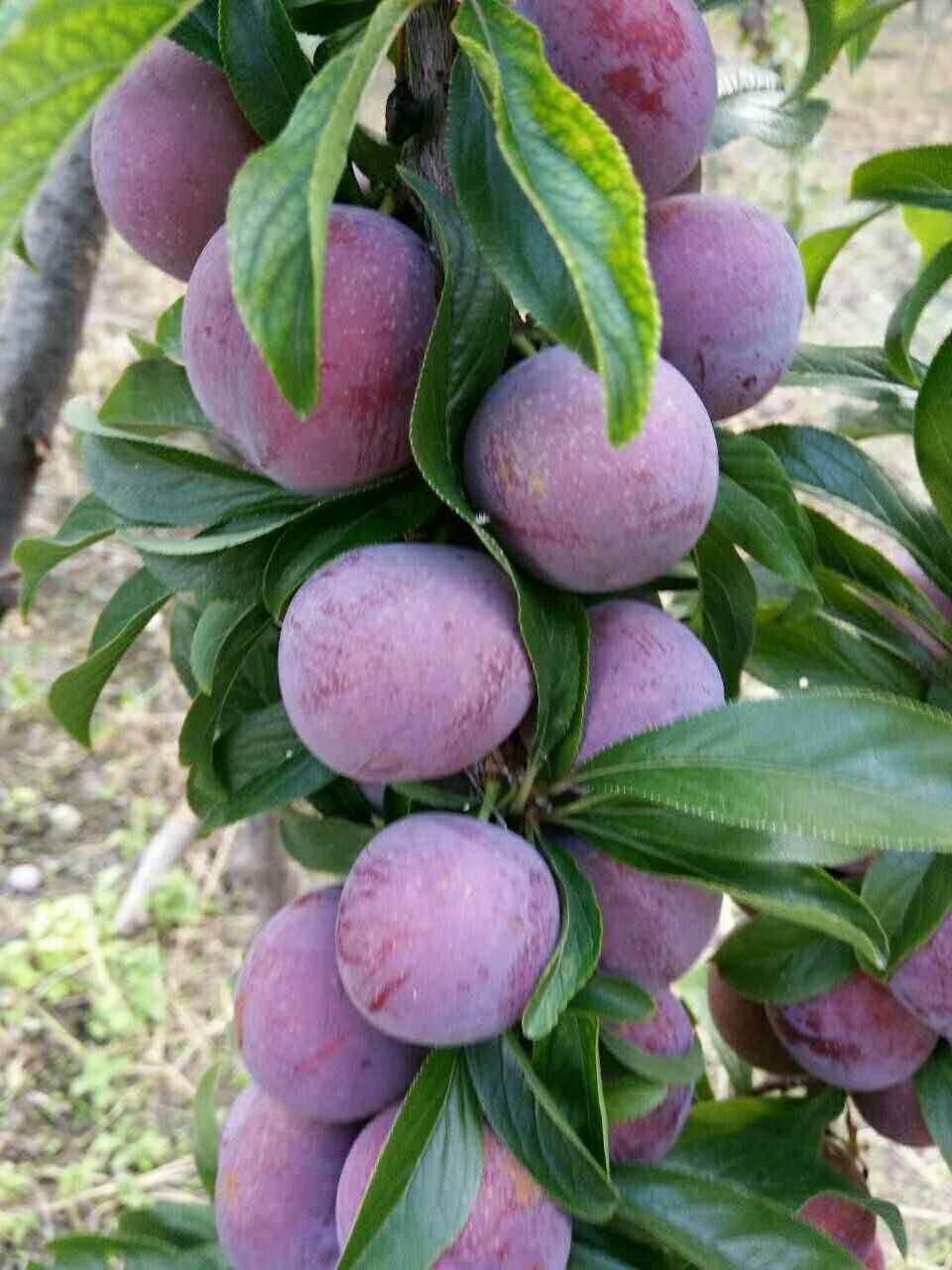 脆红李