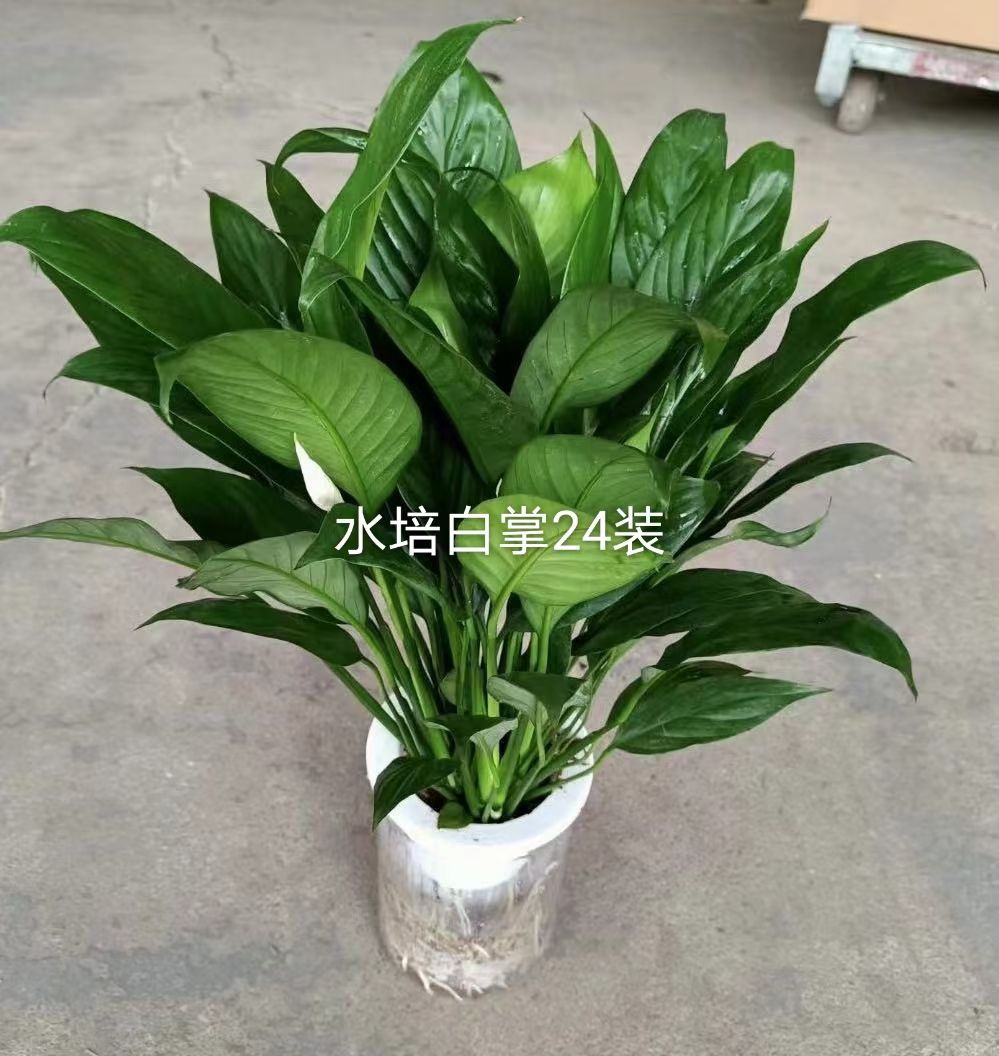 广东基地直销精品美酒白掌