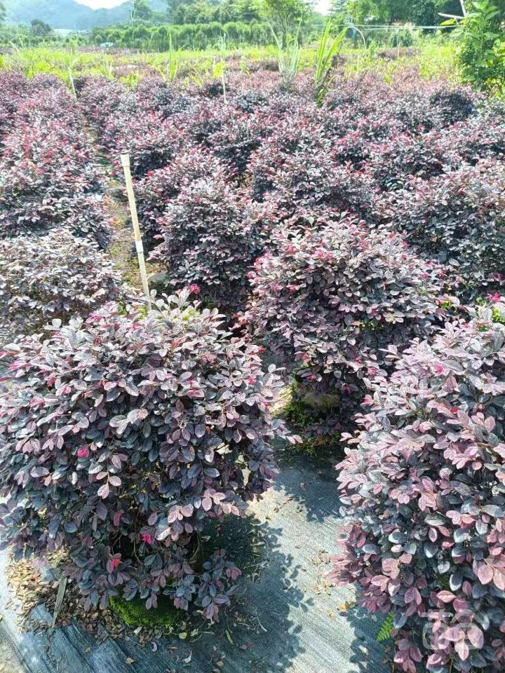 红花继木 红继木