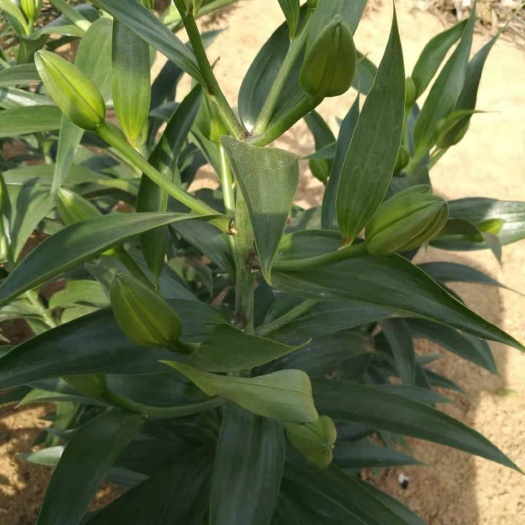 临沭县 百合花