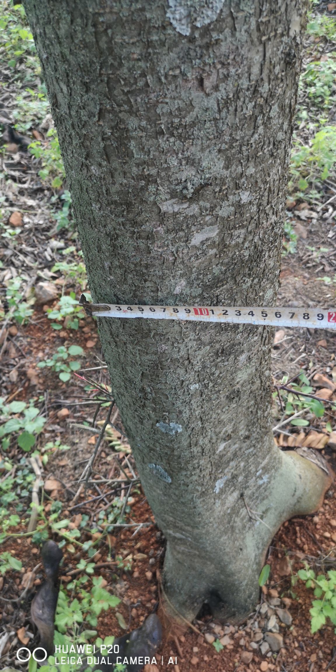  10年生   15-20公分精品皂角树