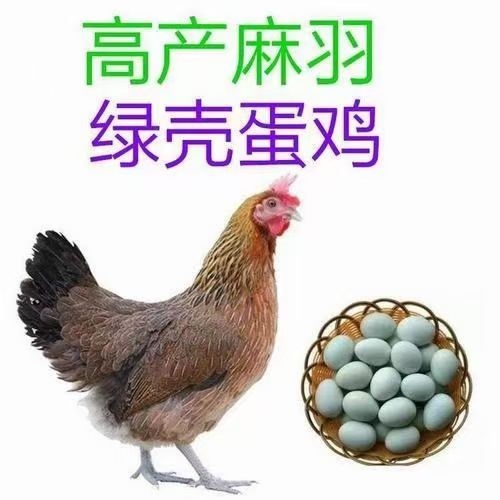 衡阳黄麻羽青脚土鸡苗另有黄土鸡苗瑶鸡五黑鸡苗绿壳蛋鸡小种土鸡