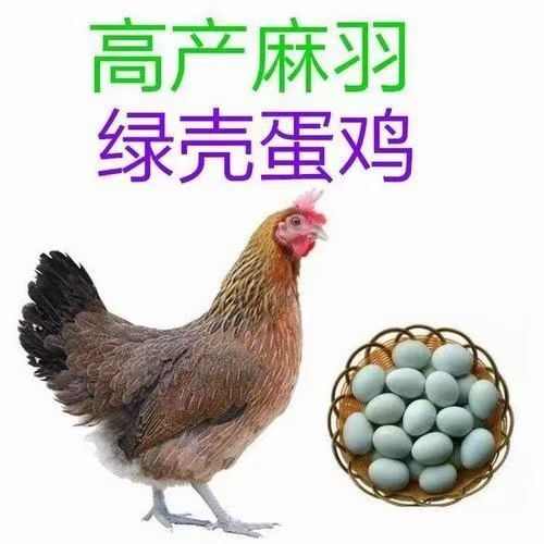 黄麻羽青脚土鸡苗另有黄土鸡苗瑶鸡五黑鸡苗绿壳蛋鸡小种土鸡