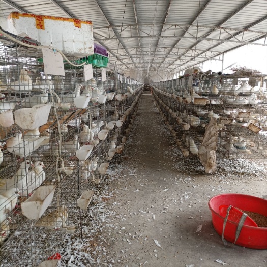 肉鸽  长期大量供应白条乳鸽，新鲜宰杀，可物流，可自提