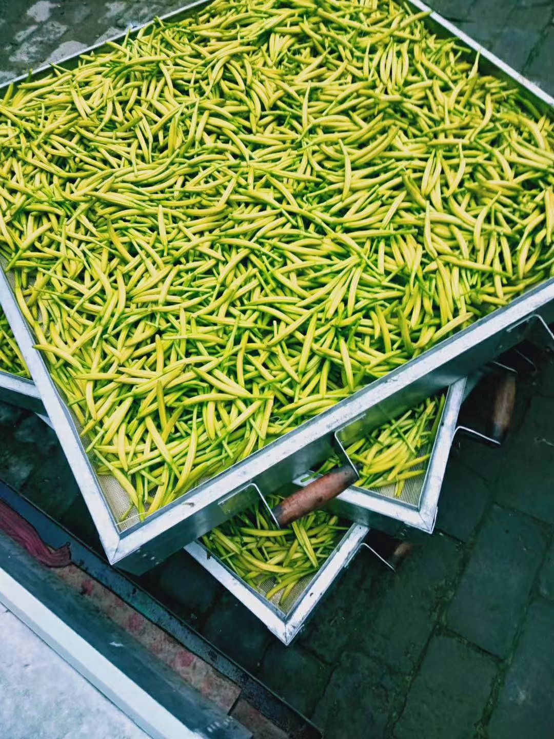 七蕊黄花菜  黄花菜