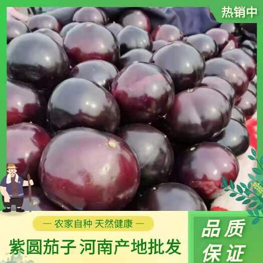博爱县基地（茄子）圆茄，紫茄，黑茄，大量上市供应