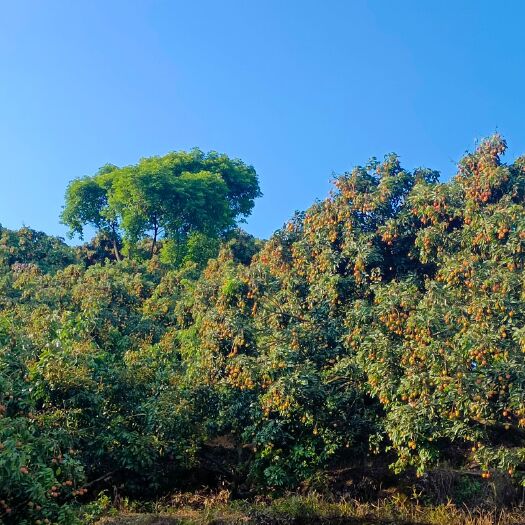 博罗县糯米糍荔枝 桂味糯米糍 在线批发