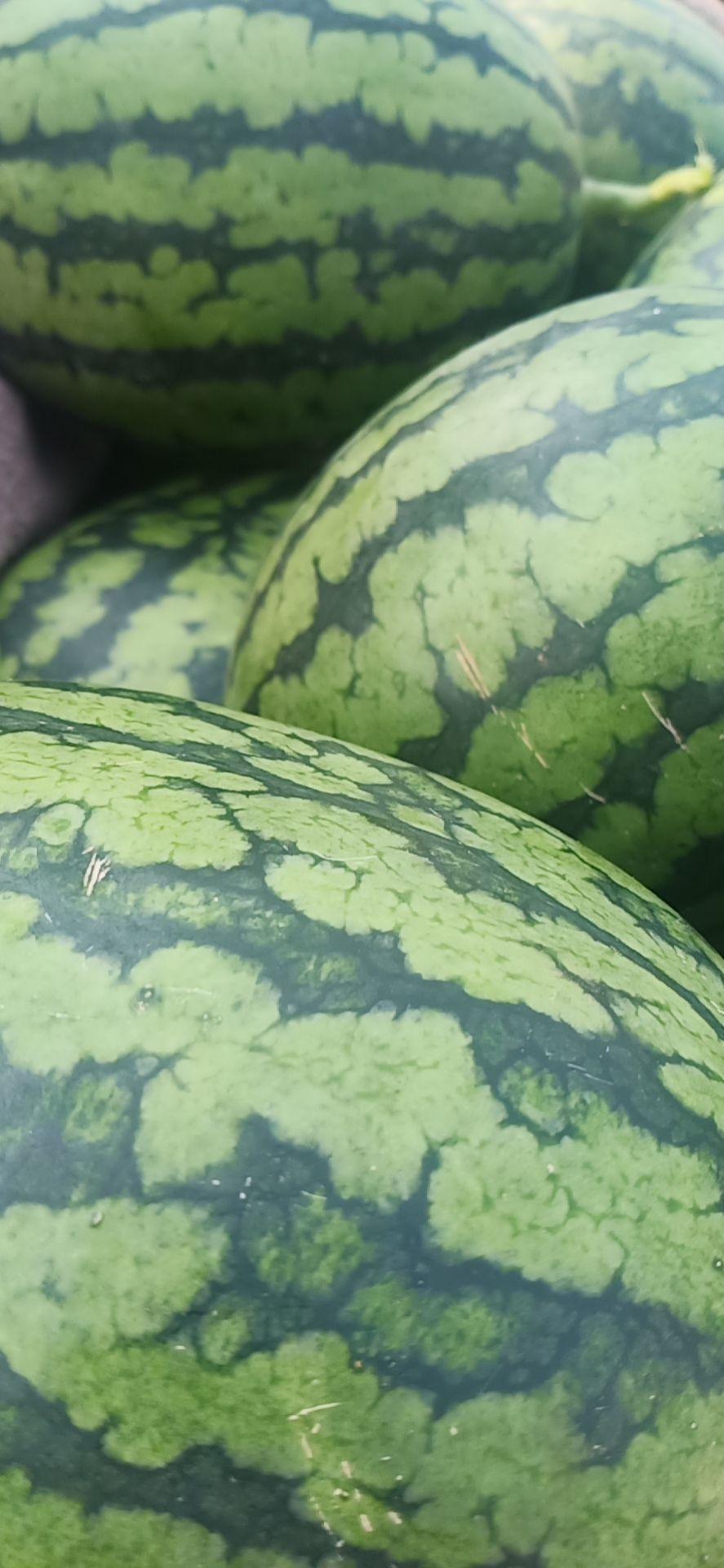 全美2k西瓜  西瓜二K，大量批发，长期合作，诚信经营