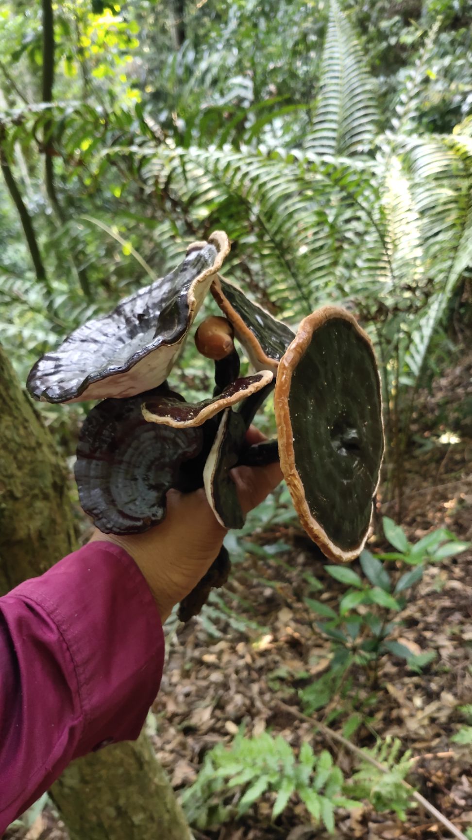 金边灵芝 广西特产，灵芝。