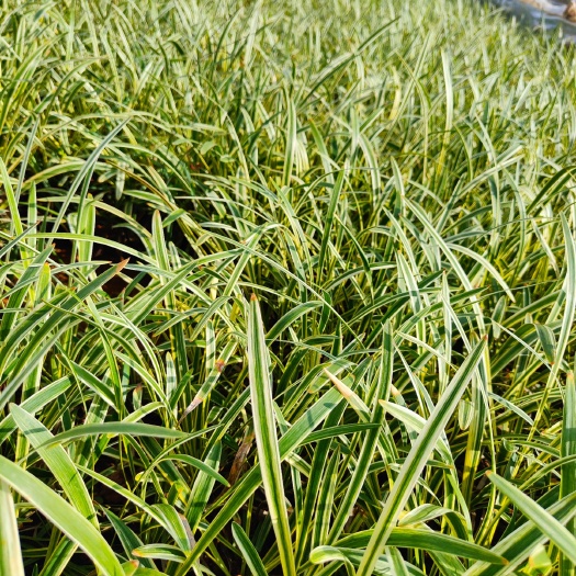 宜良县金边吊兰 金边草